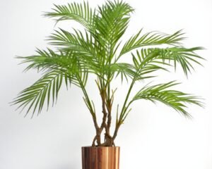 Lorem Ipsum Lorem Ipsum