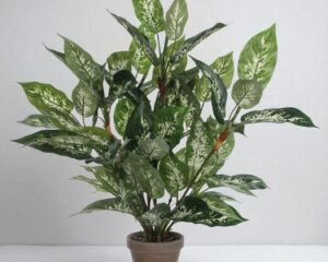 Artificial Dieffenbachia in Terracotta Pot – 70x55 cm
