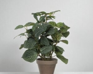 Artificial Pilea in Terracotta Pot – 35x25 cm