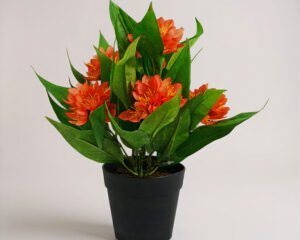Fresia Loreem uipsum
