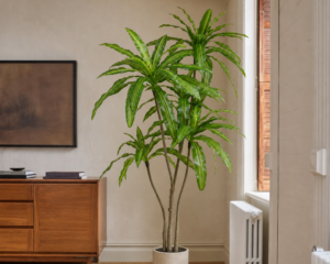 Large Faux Striped Dracaena Tree - 180cm